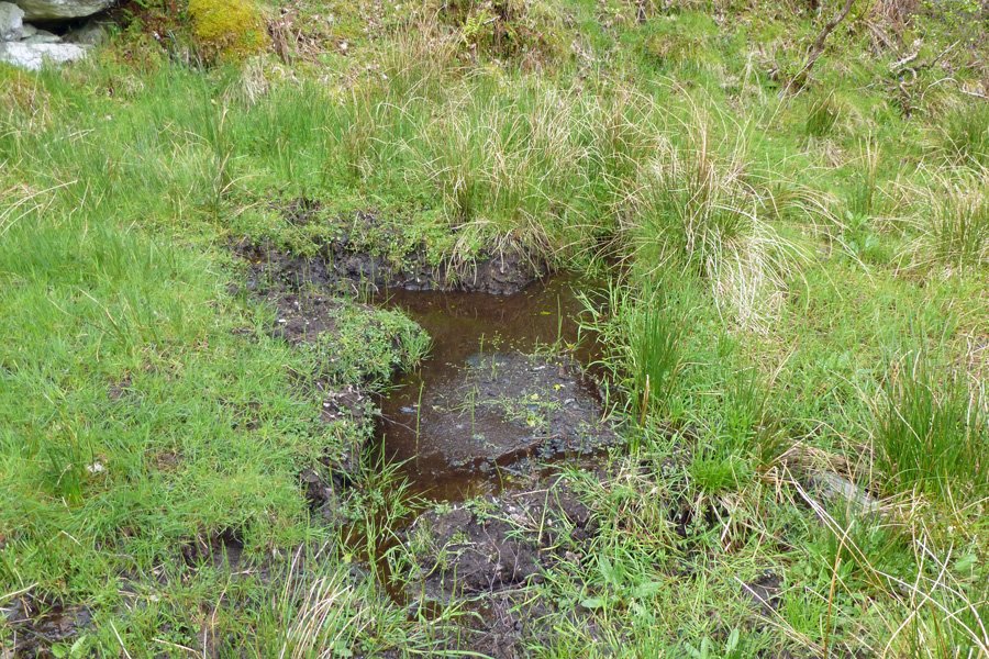A red deer wallow on the side of the road
