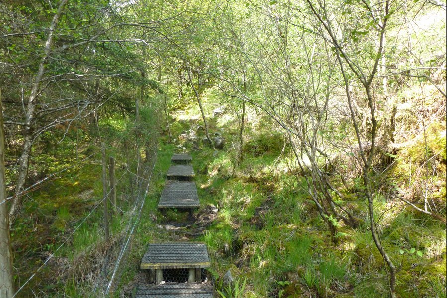 Entering the reserve on a section of board walk