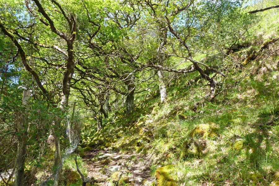 The path climbs up hill through some ancient Atlantic oak woodland