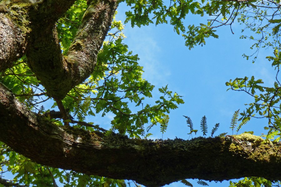 Epipthytic ferns growing on the old oaks