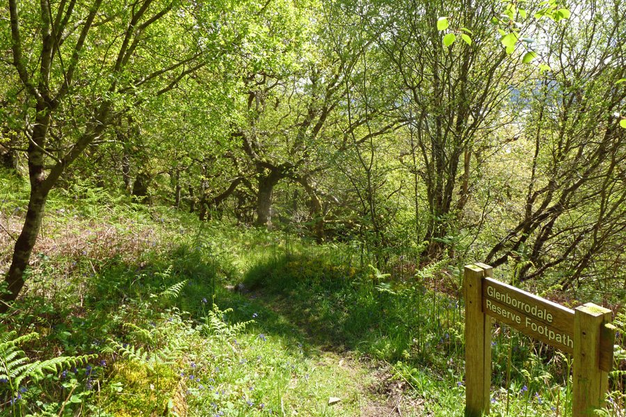 The wildlife walk follows the RSPB Glenborrodale nature trail
