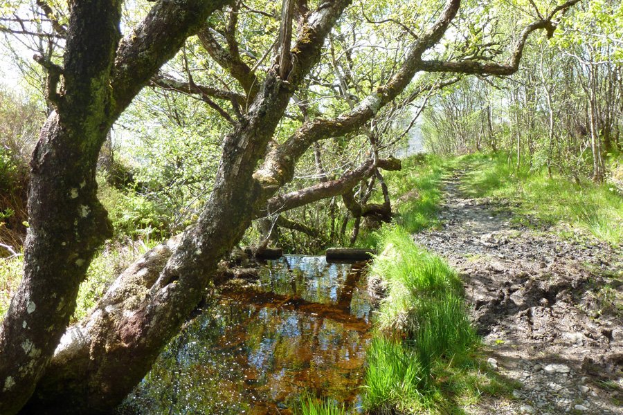This small dam has standing water all year and is a good place for dragonflies