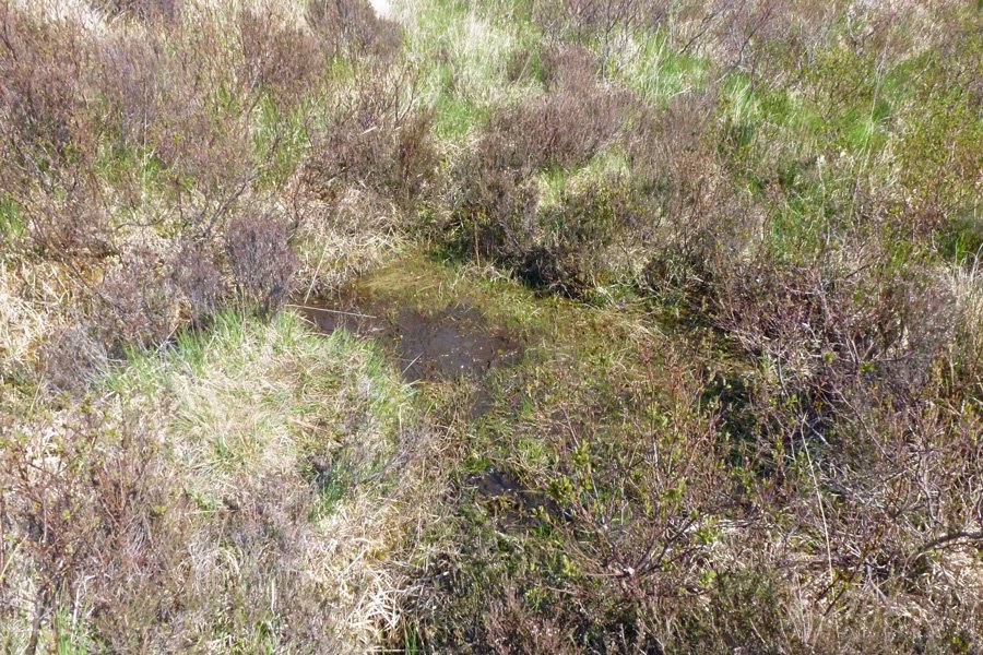 One of the boggy pools where we stopped to look for wildlife