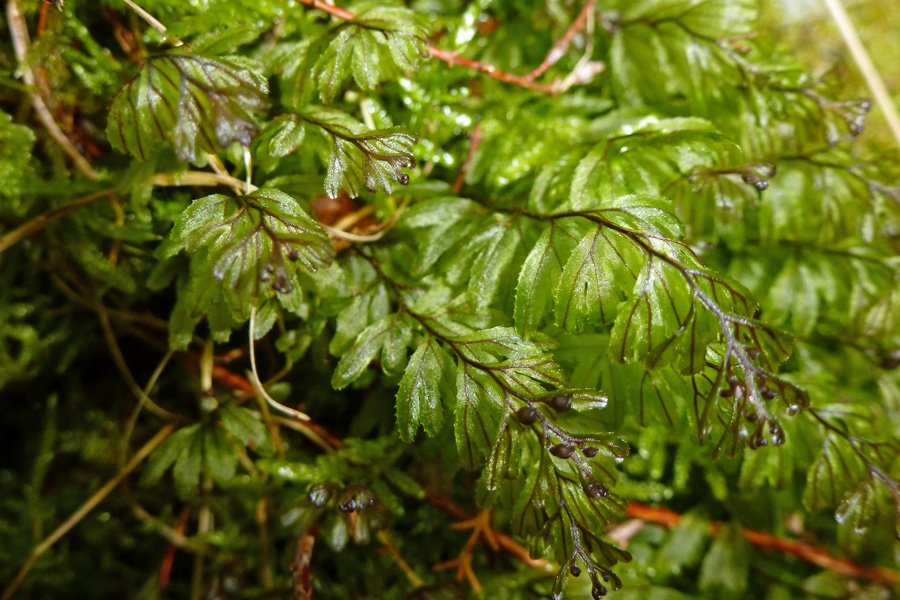 Wilson's filmy fern
