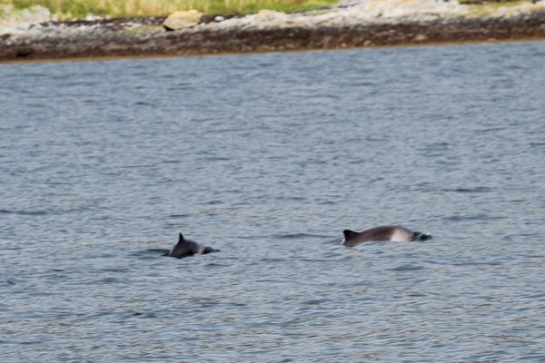 Harbour porpoise near The Isle of Carna on Loch Sunart