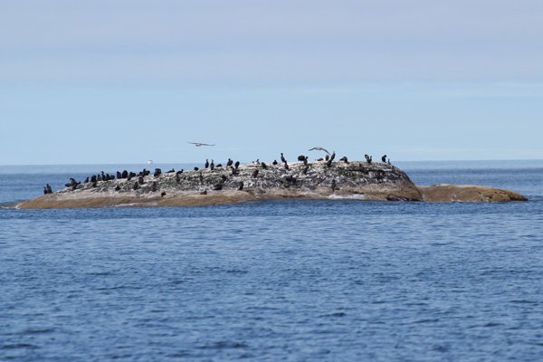 Shag on the rocks