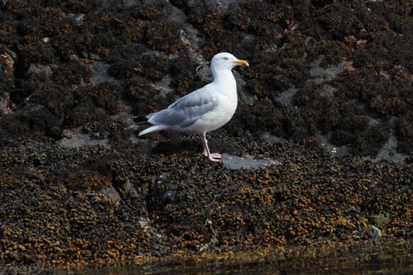 Herring gull on the rocks