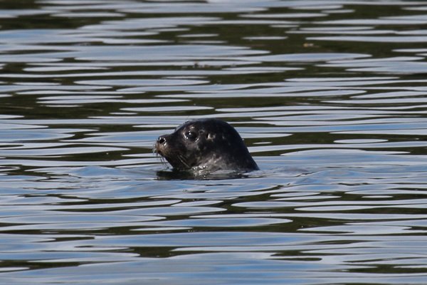 Common seal by The Isle of Carna on Loch Sunart