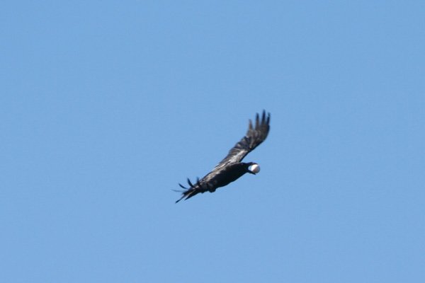 A Raven with a plundered guillemot egg