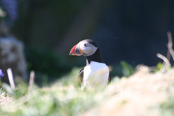 Puffin on Lunga