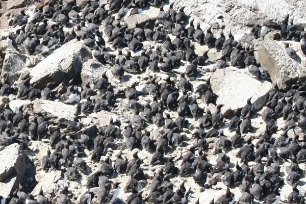 Guillemots on Harp Rock on Lunga