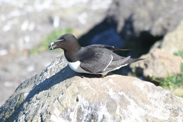 Razorbill