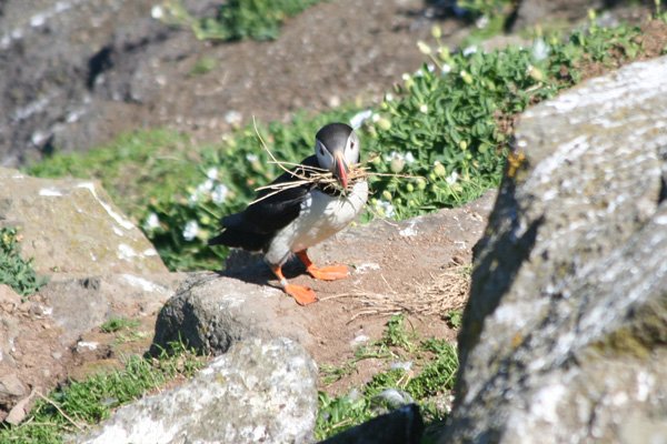 A nesting puffin