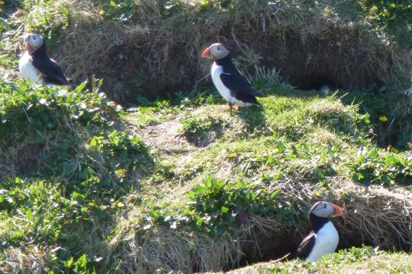 Puffins