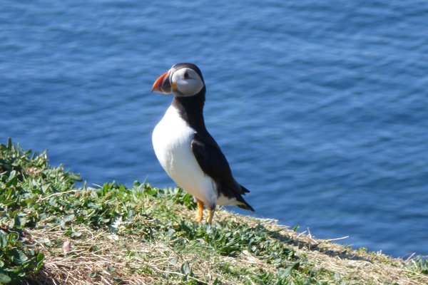Puffin