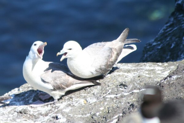 Fulmars