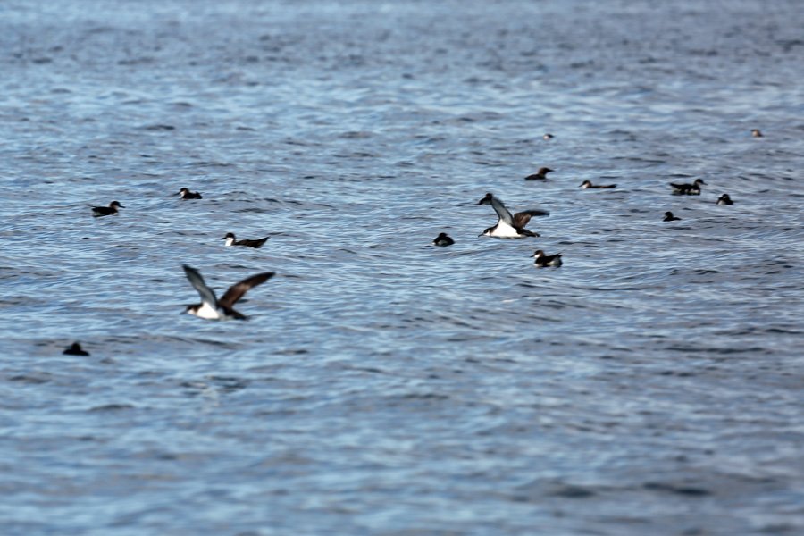 Passing past a raft of manx shearwater