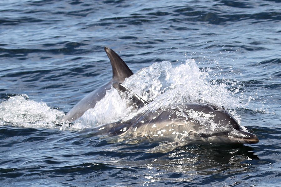 Common dolphin