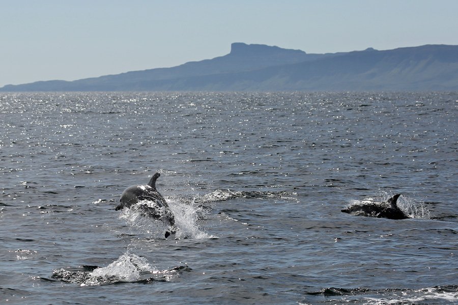 The Isle of Eigg is a great photographic backdrop on this Seafari wildlife cruise