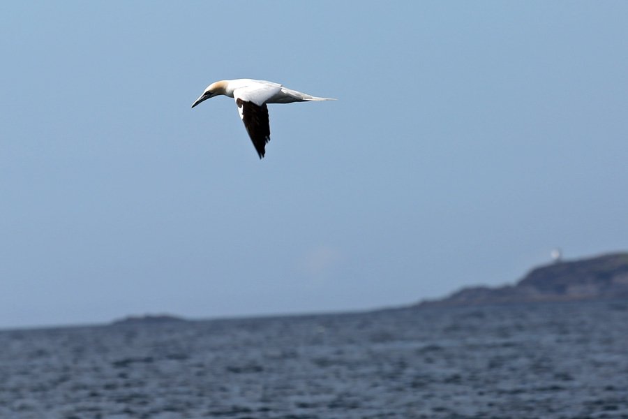 We had lots of great sightings of Gannets on the Seafari cruise