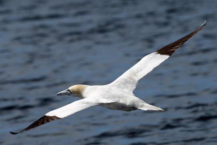 The gannets were sharing the same fishing grounds with the dolphins