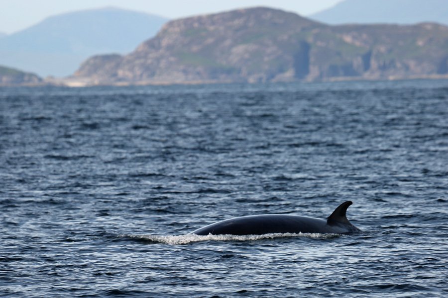 A great sighting of a Minke Whale from The MV Orion