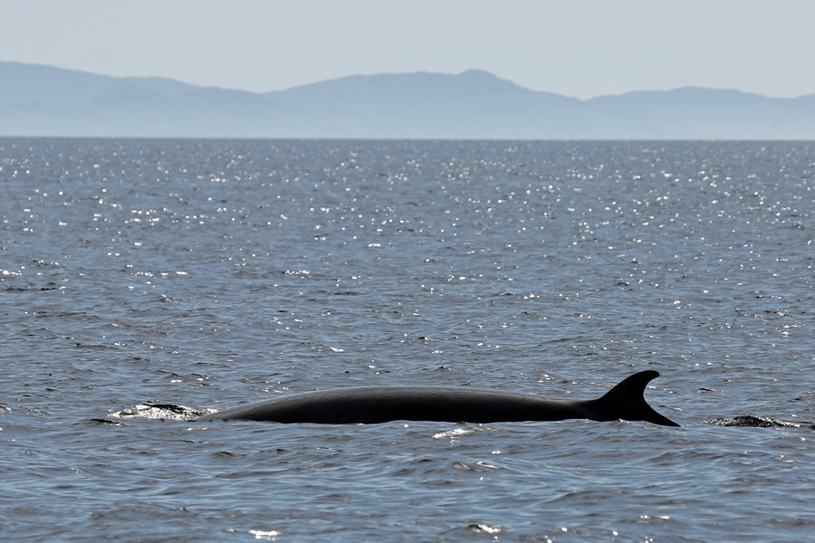 We were lucky enough to have several good sightings of Minke Whales on our Seafari wildlife cruise