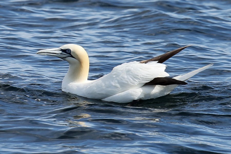 We had some great sightings on gannets close by the MV Orion