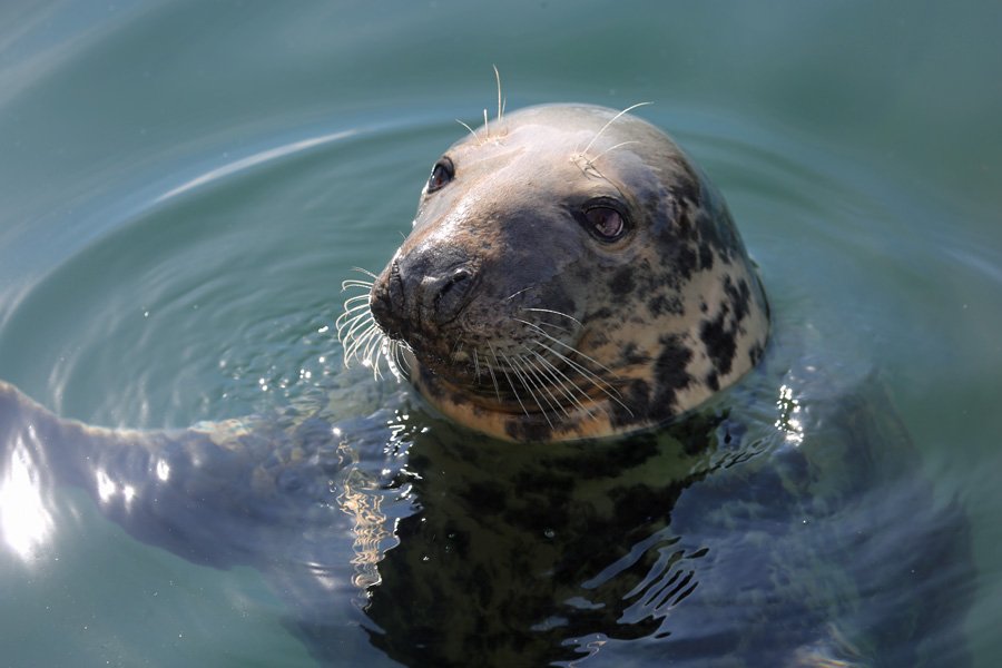 Sammy the Seal back at Mallaig Marina
