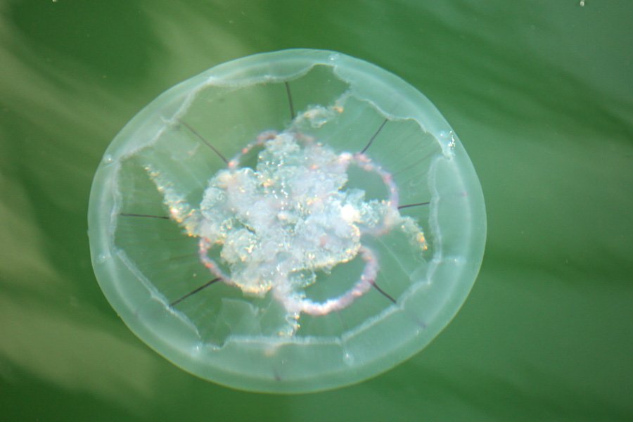 Moon jellyfish back at Mallaig marina