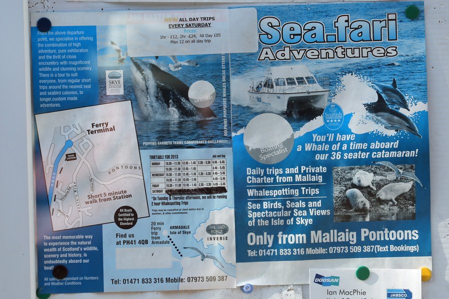Poster advertising the Seafari Wildlife Cruise at Mallaig Marina