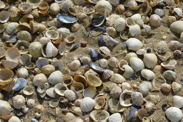 Shells on the beach at Ardtoe