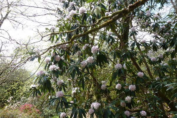 Rhododendron boddeartianum