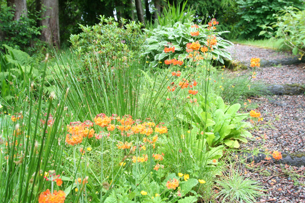 Herbaceous border in Glenborrodale Castle Gardens
