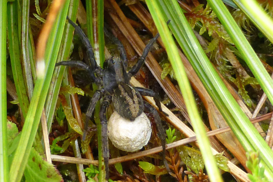 A wolf spider - take time to explore the willdife of The Nevis Range