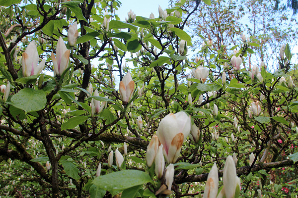 Magnolia x loebneri Witch Alder in early May