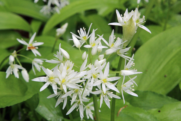 Not just rhododendrons - carptes of bluebells and ramsons in early May