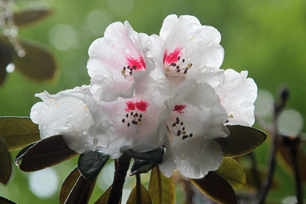 Rhododendron wiltonii (Subsection Taliensia) in early May