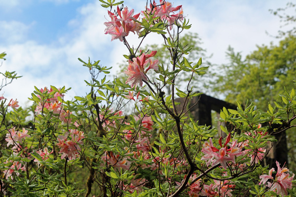 Rhododendron occidentale in early May