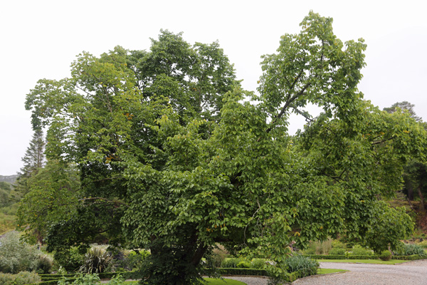 Wych Elm in Roshven House Gardens - possibly Ulmus mossii
