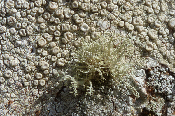 A great opportunity to immerse yourself in lichens
