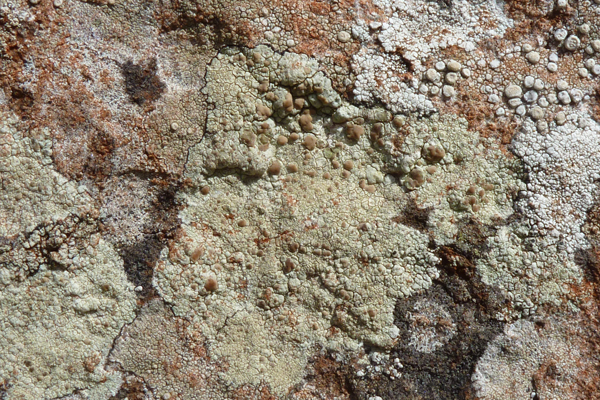 Intricate patchwork of crustiose lichens