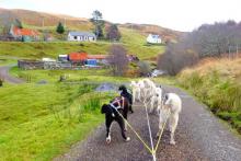 Dochar Aile - Highland Sled Dog Tours