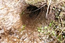 A bankside water vole hole