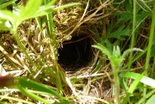 willow warbler nest