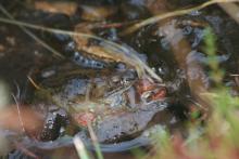 Frogs need freshwater to breed