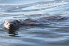 Otter swimming in Loch Moidart