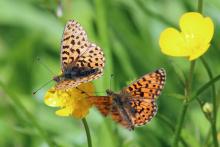 Fluttering fritillaries on The Alphabet Trail in June