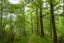 The track through the ancient oak woodland in Glen Loy