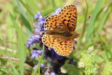 Pearl bordered fritillary at Glasdrum National Nature Reserve